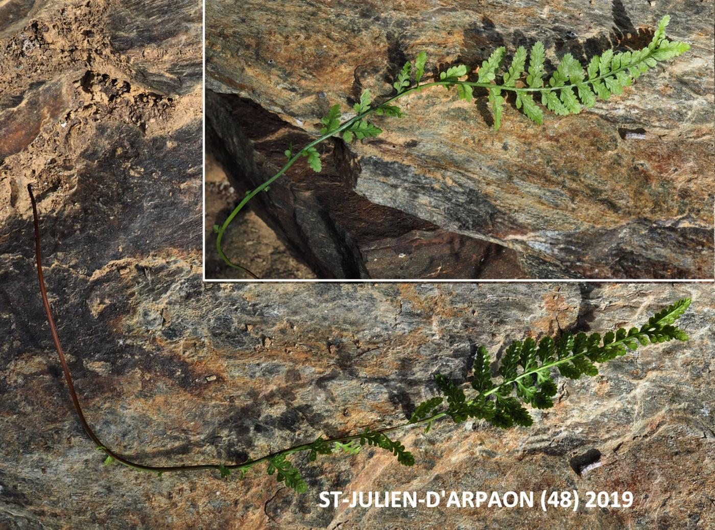 Spleenwort, Rock leaf